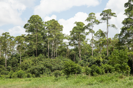 Wild Kratom Trees