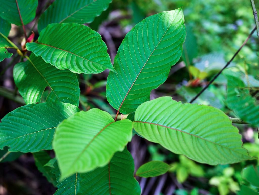 Kratom Sverige